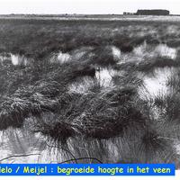 11. Meijel groeide tussen het veen