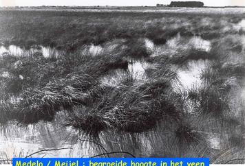 11. Meijel groeide tussen het veen